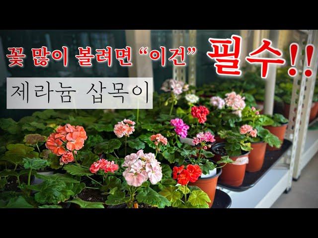 제라늄 꽃 풍성하게 볼려면 꼭 해야 할 것  | 베란다정원 | 식물키우기