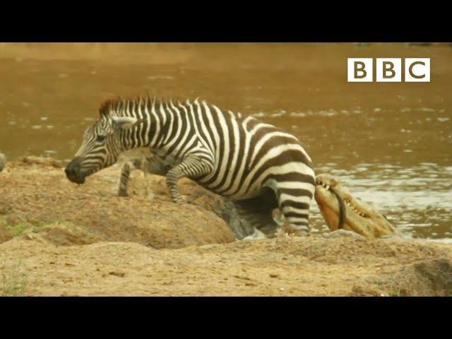 Shani the Zebra's incredible escape from ferocious crocodiles - BBC