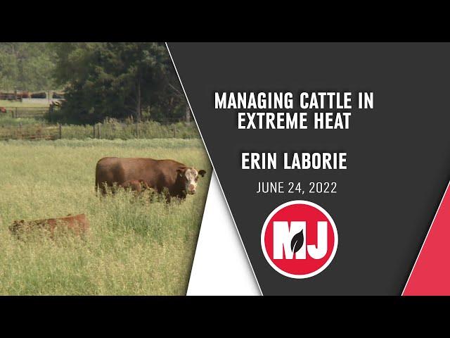 Managing Cattle in Extreme Heat | Erin Laborie | June 24, 2022