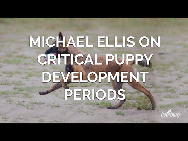 Michael Ellis on Critical Puppy Development Periods