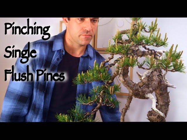 How to Pinch Single Flush Pines-The Quiet Art of Balance in Bonsai