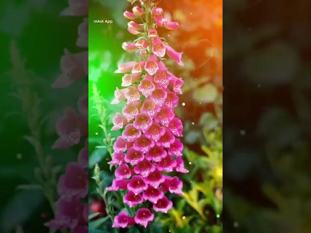 Beautiful flowers 