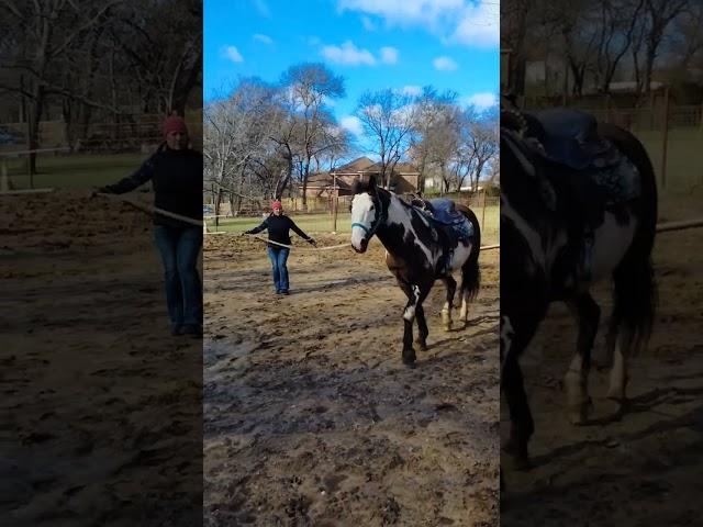 Nicci Working on her #lunging #horsemanship #skills #groundwork #horselesson #ridinglessons