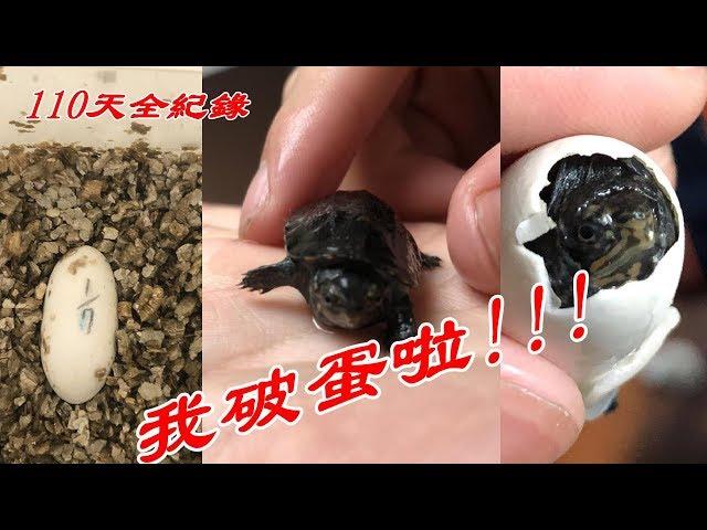 紅面蛋龜孵化全紀錄(修補裂蛋)(人工破殼)【九桃分享養爬蟲-《Reptiles》】