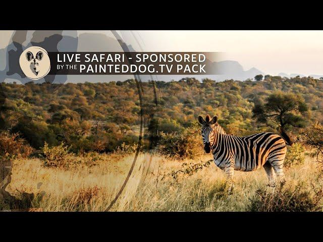 LIVE Safari Sponsored by the Painteddog.tv Pack | 11 October 2024