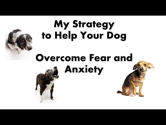 Strategy to Help Your Dog Overcome Fear and Anxiety