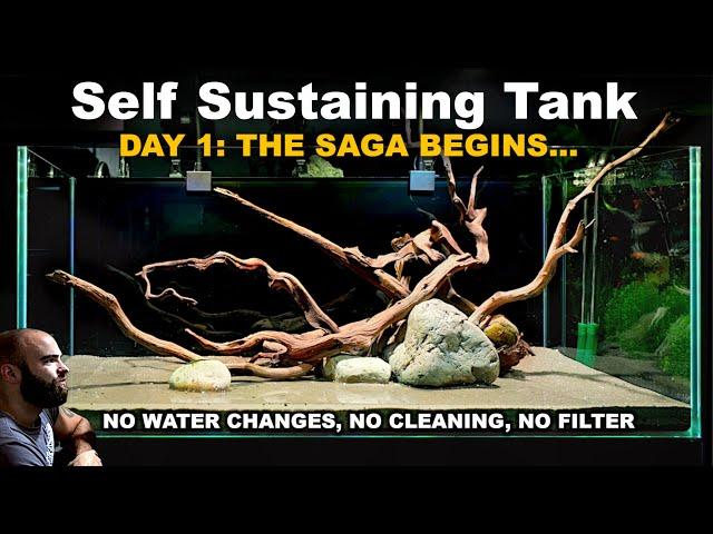 EP1: SELF SUSTAINING TANK - no water changes, no cleaning, no filter