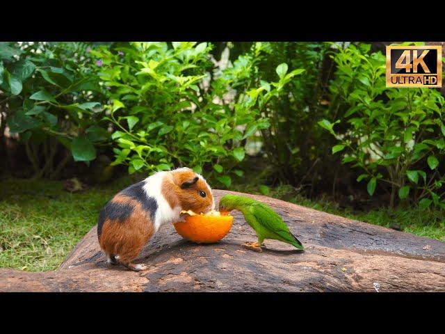 (No Ad Interruptions) Cat TV for Cats to Watch Cute Little Birds with Squirrel-mania️10 Hrs 4K HDR