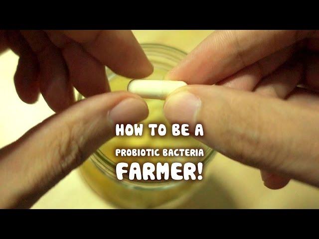 Growing your own Probiotic Bacteria (fruit ferment)