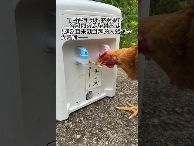 Chicken feeding system in China #animals #bird #shorts