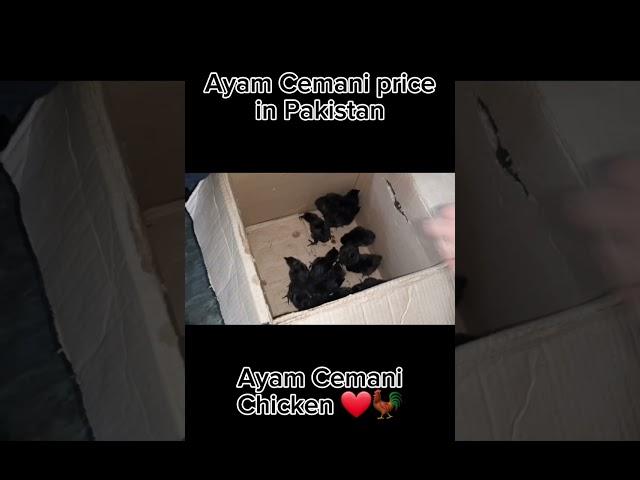 Ayam Cemani Price In Pakistan  ️  Ayam Cemani Chicken    Ayam Cemani Hen    Ayam Cemani Chicks 