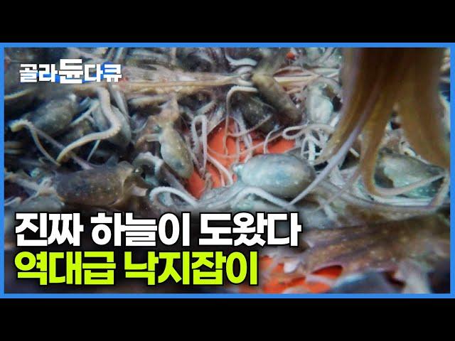 Technicians who sweep up octopuses worth 15,000 won each