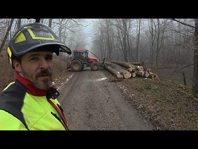 Logging and thicker aspen again in a smaller stand, Amles, MS 361, Zetor, Forestwork