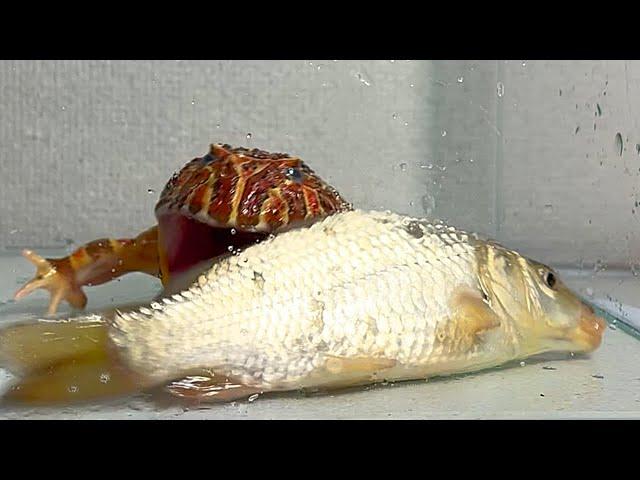 I want to eat a carp twice as large as my body/ Pacman frog , African bullfrog【LIVE FEEDING】