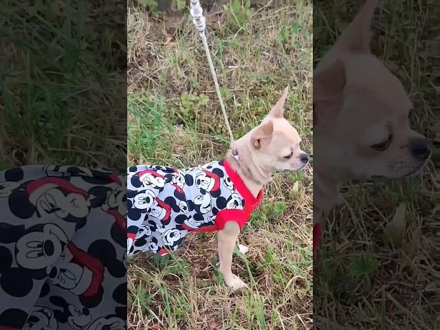 Сшила идеальное платье для чихуахуа  #собака  #одеждадлясобак #dogs #doglover #dogclothes #чишка