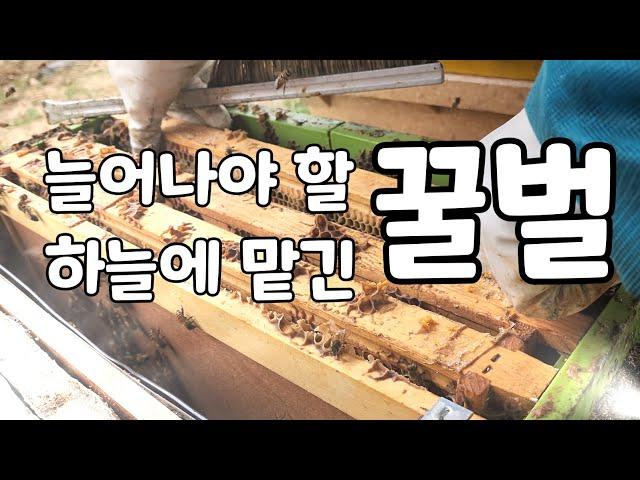 벌 깨운지 2개월째, 꿀벌들 상황 #꿀벌키우기 #증소 #내검