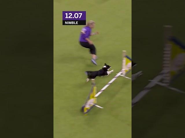 Is this the fastest dog of all-time?  #foxsports #Dogs #westminster #dogshow #allamerican