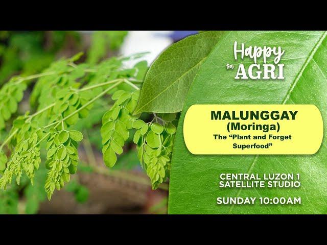 Malunggay (Moringa): The "Plant & Forget Superfood" | Happy sa Agri | November 03, 2024