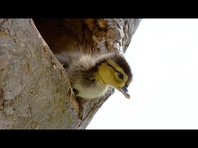 Brave Wood Ducklings Take 30-Foot Leap of Faith