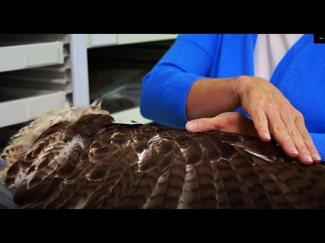 Delaware Museum of Natural History Bird Collection