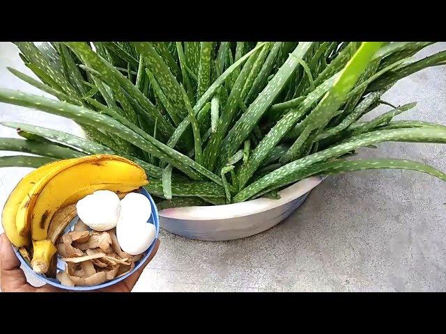 Fertilizer I Used to Aloe vera to Grow Faster - Natural fertilizer