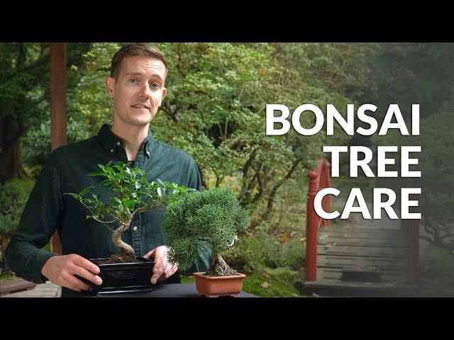 Bonsai tree care