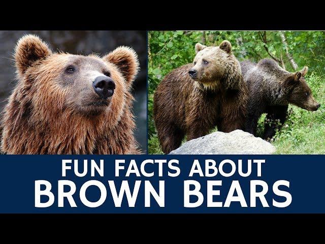 Interesting Brown Bear Facts – Documentary Video for e-Learning and Education