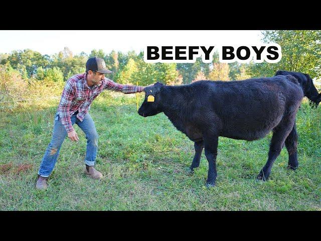 What I Learned Raising Beef Cattle on My Homestead (so far)