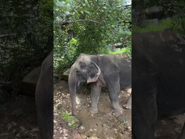 Elephant in Thailand. Feeding and bathing.
