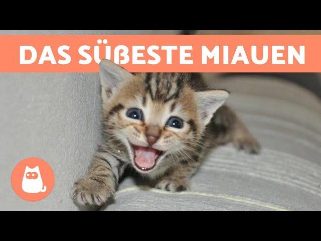 Katzen Und Kätzchen Miauen: Compilation 2021