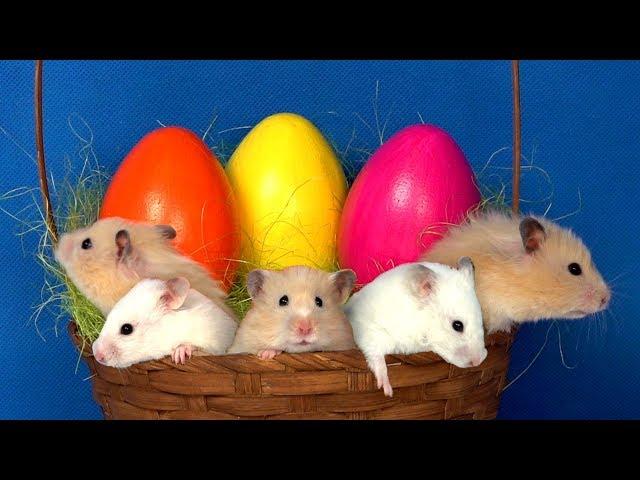 Hamsters hunt for eggs in a basket - Hamster maze race