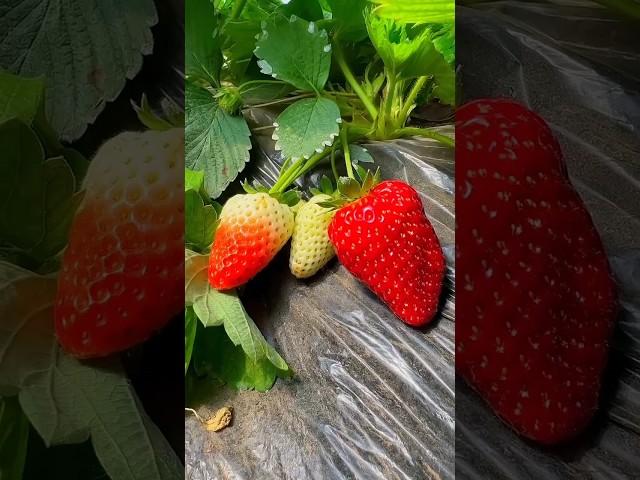 Satisfying Nature Fruit Garden #garden #nature #fruit #gardeningchannel #shorts