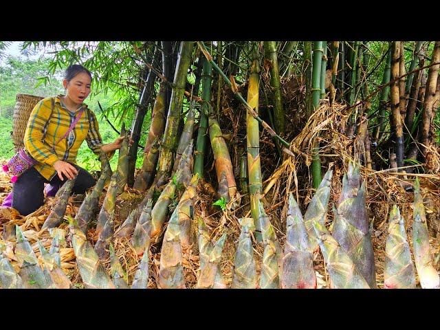 How To Harvesting Large Quantity of Bamboo Shoots thorny - Processing Pickling and Selling