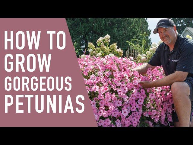 How to Grow Gorgeous Petunias || West Coast Gardens