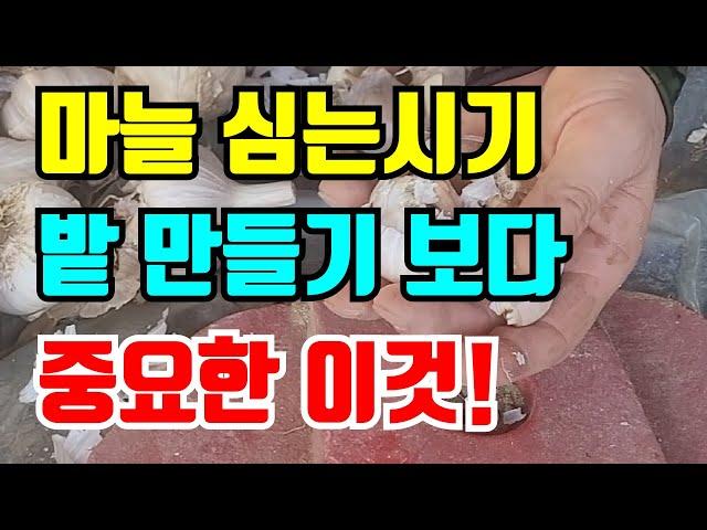 마늘종자준비 벌마늘없이 마늘 수확하려면 이렇게 준비하세요