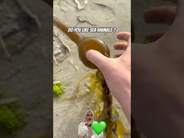 Seabel catch you ! #youtubereactions #seaanimals