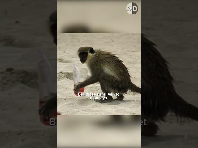 The Hilarious Consequences of Drunk Monkeys