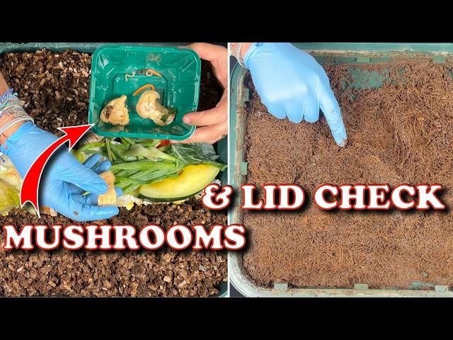 Worm Tower Lid Check & Mushroom Feeding | Vermicompost Worm Farm