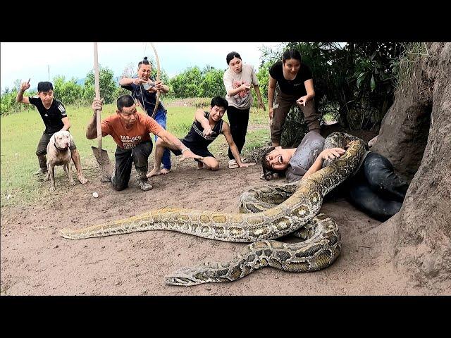 6 brave hunters with pit bulls confront 2 giant pythons to save beautiful girls.