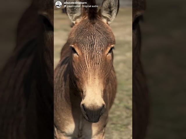 The biggest deception of the horse industry ..