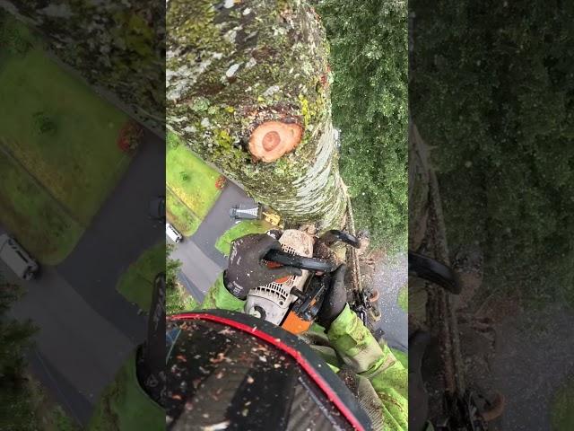 Long drop...#chainsaw #chainsaws #climber #outdoors #climb #work #wood #treeservice #trees #heights