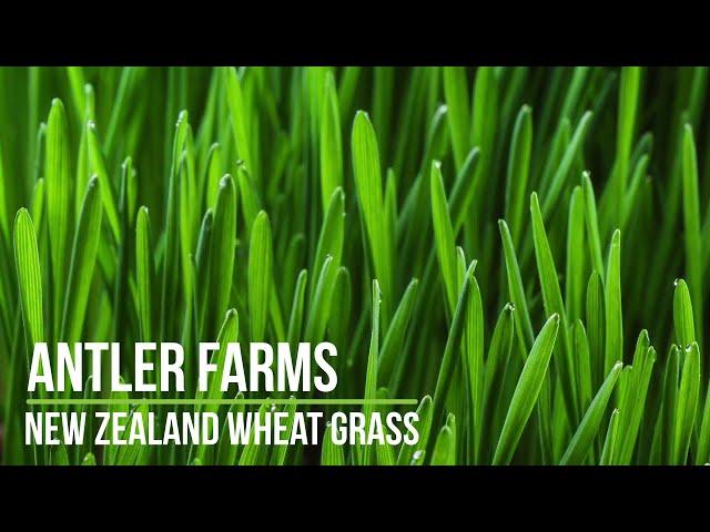 Antler Farms New Zealand Wheat Grass - 4 times more chlorophyll than other brands