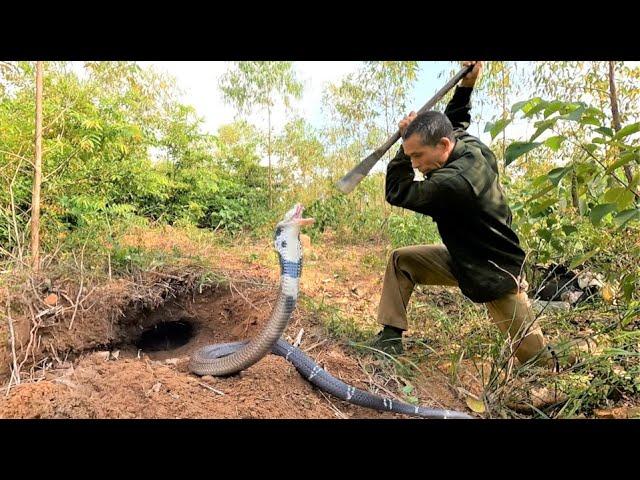 Suffocation moment + Two brave hunters confront four ferocious cobras in the forestt