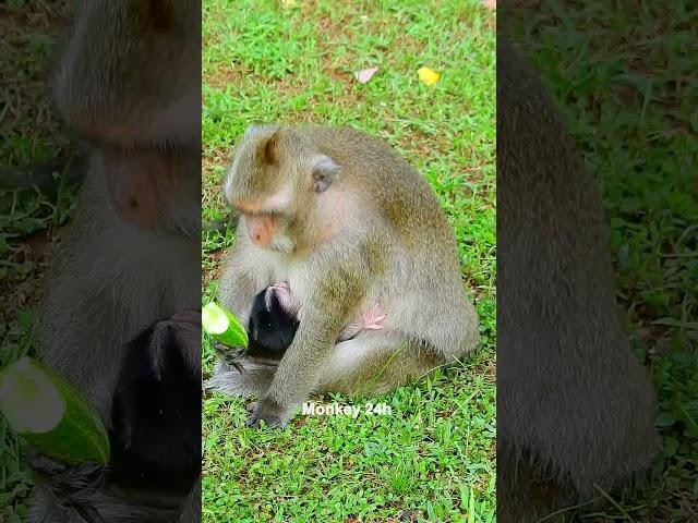 #deedee#devi#jenifer #monkeyupdate #babyanimal #luno #monkeychannel #babymonkey #cute #newbornmonkey