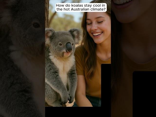 How Do Koalas Stay Cool? | Eternal Bytes #47