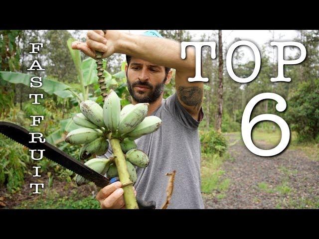 Fastest Producing Fruit Trees | Hawaii