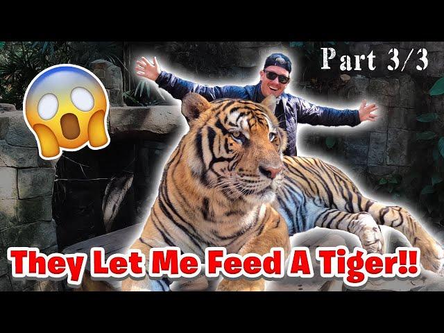 FED A 2,000 LB TIGER IN THAILAND!