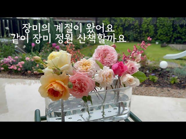 Roses in my Garden | #1 장미정원 같이 봐요| 영국장미| 독일장미 | 프랑스장미|데이비드오스틴 장미| 코르테즈장미|roses| davidaustin roses