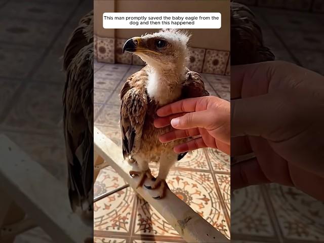 This man promptly saved the baby eagle from the dog and then this happened