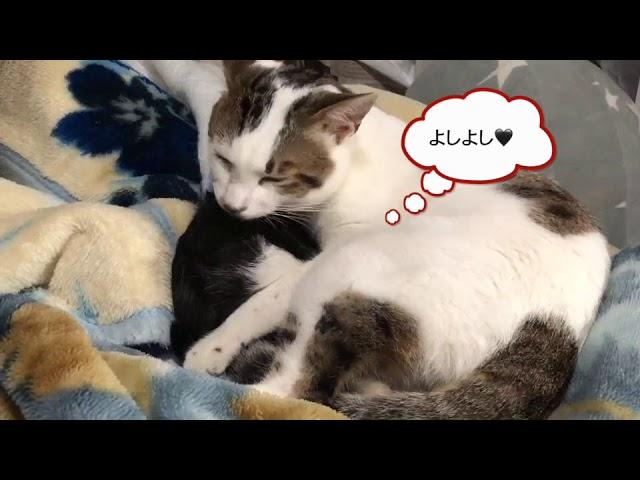 仲良しの瞬間【保護猫にゃんズ】